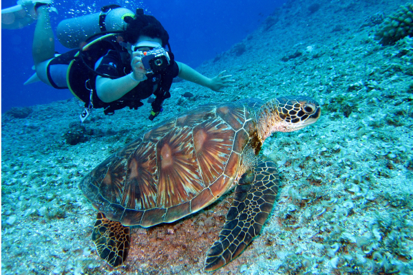 Diver taking photo of turtle