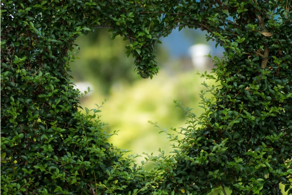 Shrub with heart hole cut through centre