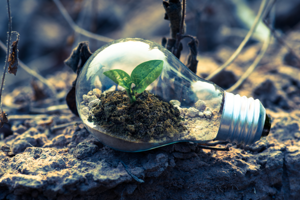 Light bulb with plant growing inside