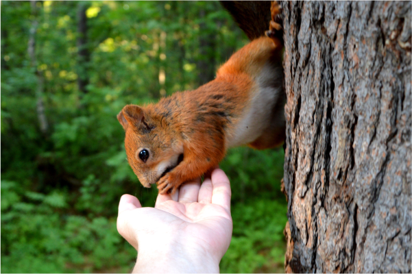 Red squirel on tree trunk eating from human hand in the woods